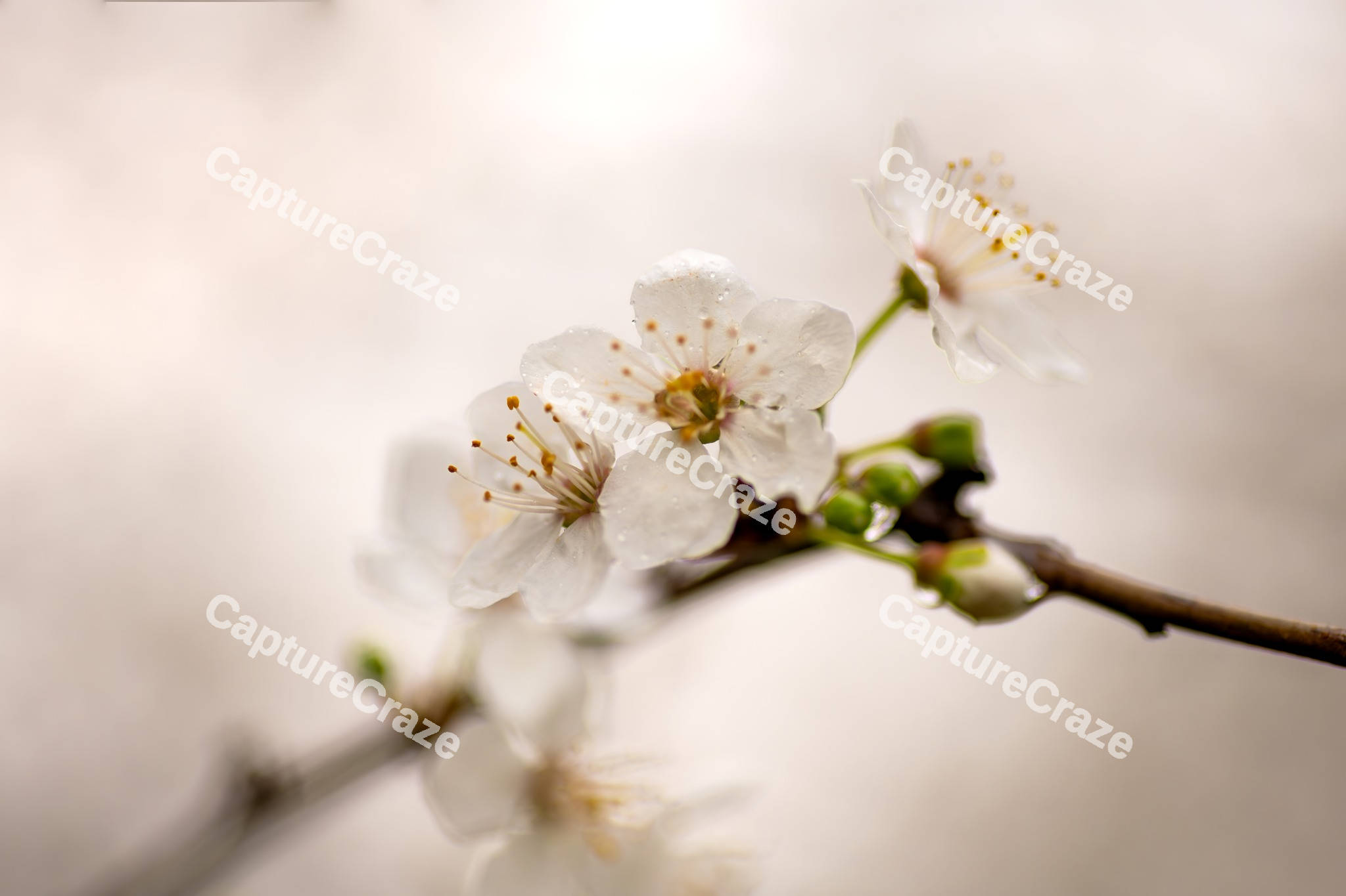 Close-up of white cherry blossom